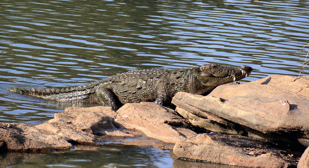 Dandeli Crocodile Park, Karnataka