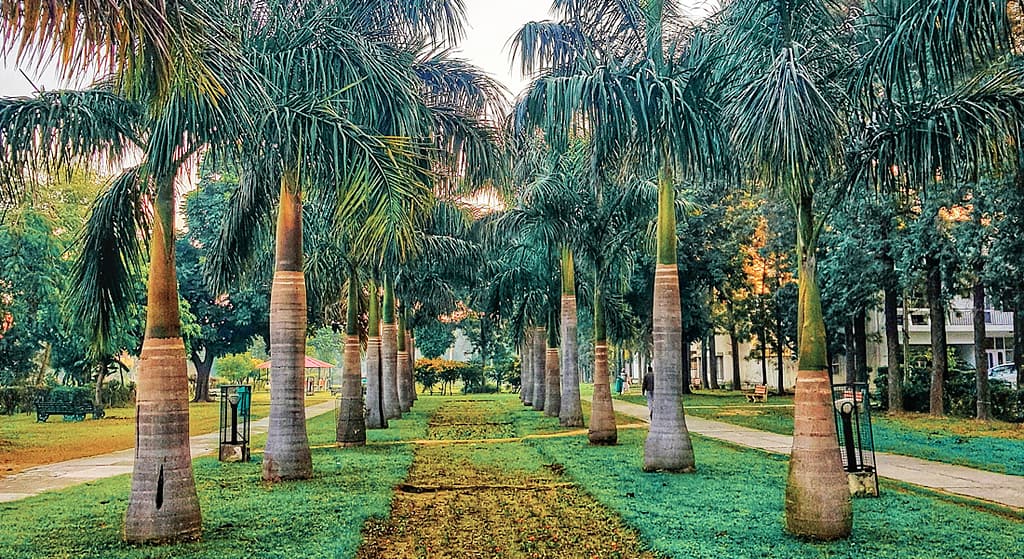 Garden of Palms