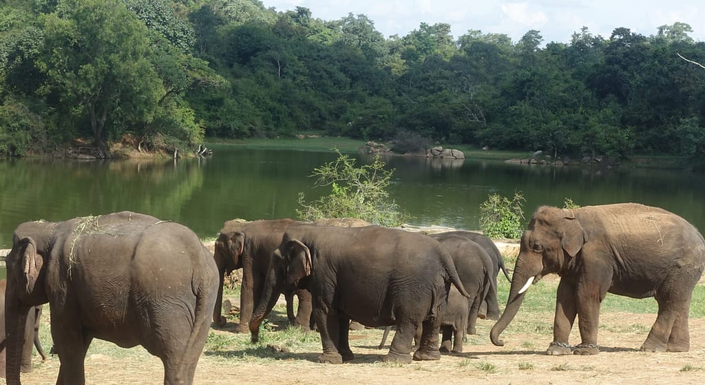 Bannerghatta National Park and Zoo