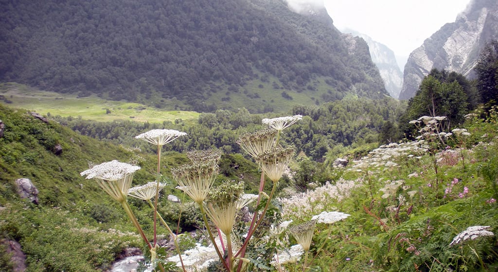 Ghangaria—Valley of Flowers