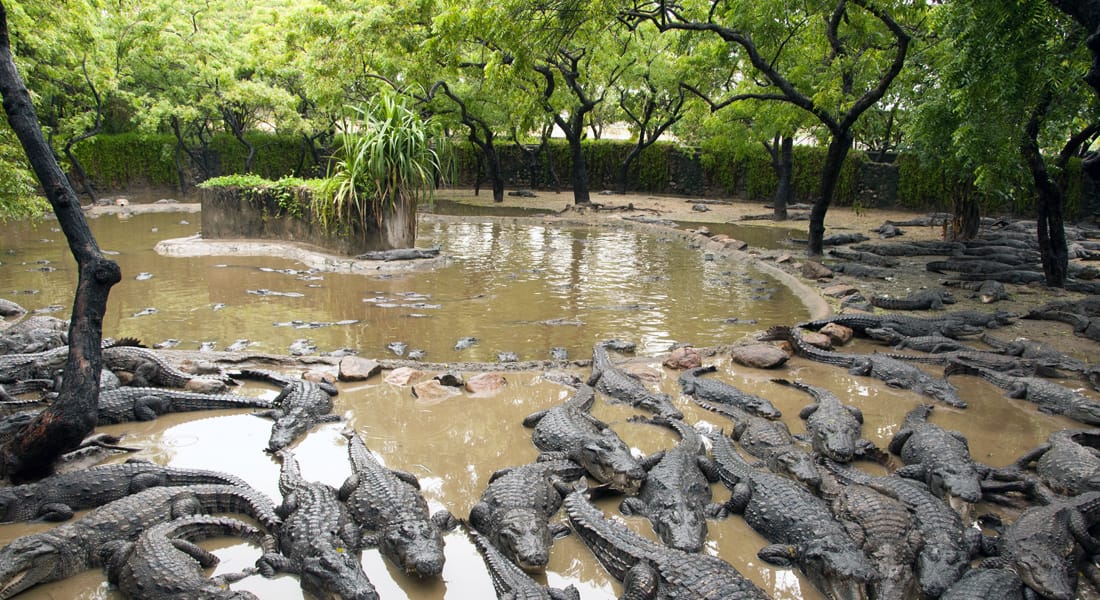 crocodile bank trust chennai india
