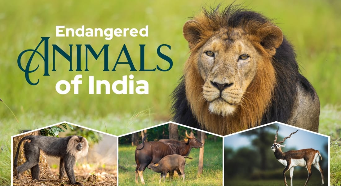 endangered animals of India