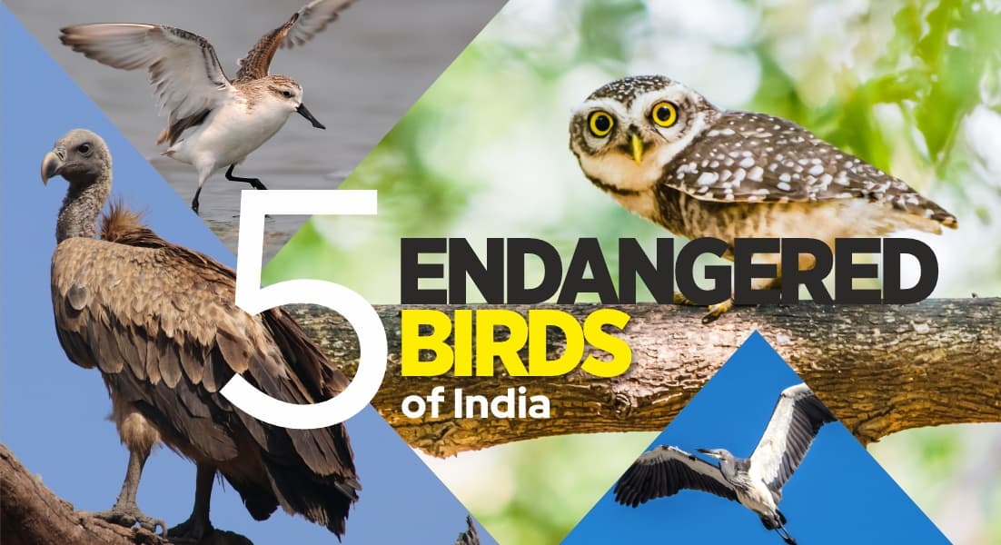 5 ENDANGERED BIRDS OF INDIA