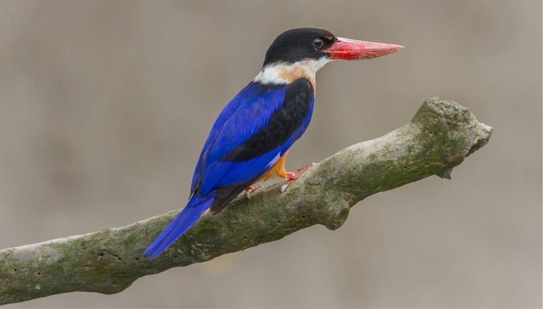 Sajnekhali Bird Sanctuary