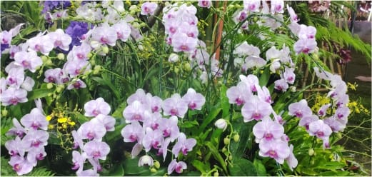 Kaziranga Orchid Park<